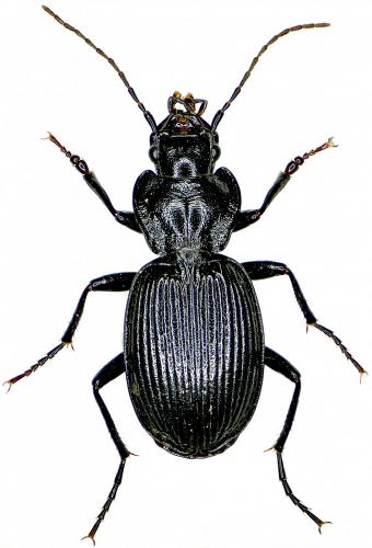 Réf. 192 783 : Licinus hoffmannseggi